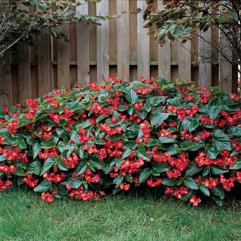 Begonia Dragon Wing Rood (zaad) - Knolbegonia (Groeiplaats)
