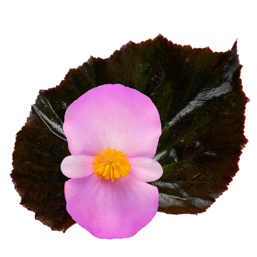 Begonia Stonehedge Light Pink Bronze Leaf (zaad) - Begonia (Bloei)