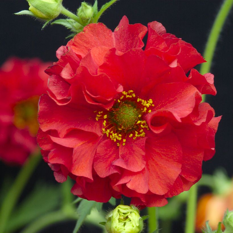 Geum chiloense Red Dragon (zaad) - Nagelkruid (Bloei)