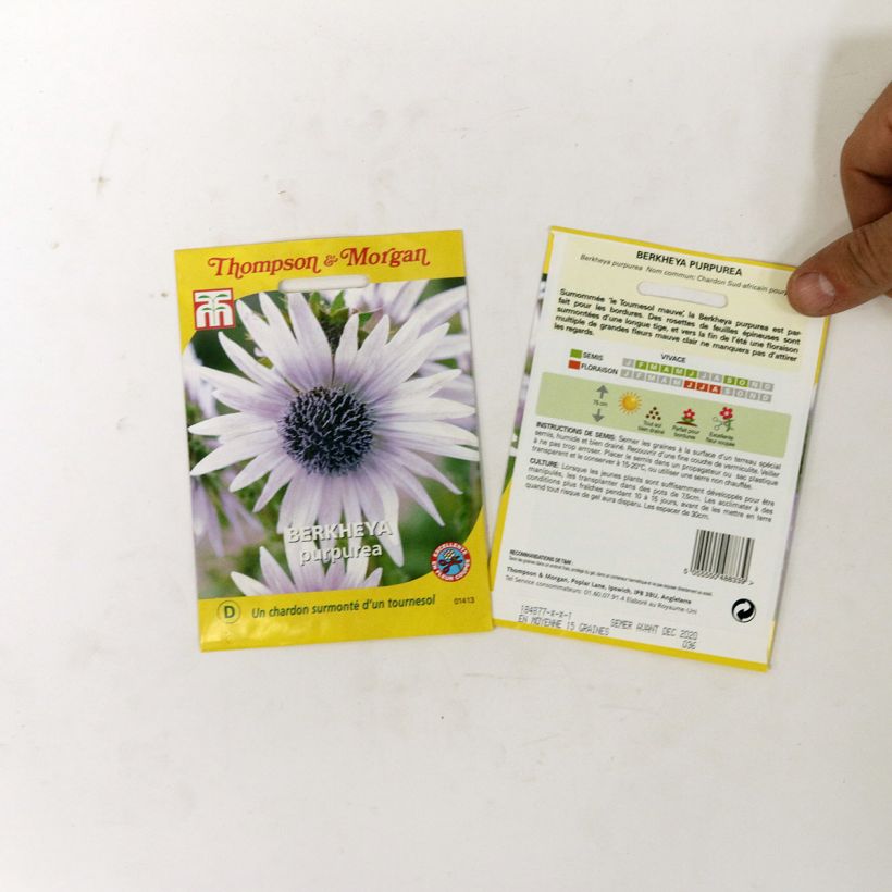 Voorbeeld van een exemplaar van Berkheya purpurea (zaad) - Afrikaanse distel het zakje met 15 zaden zoals geleverd