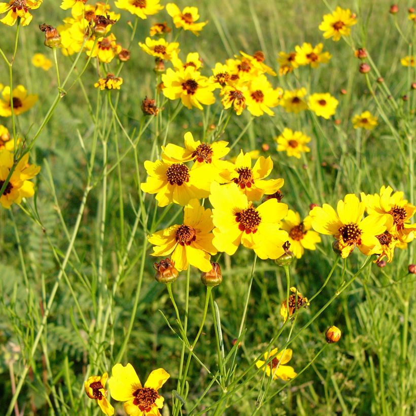 Berlandiera lyrata (zaad) - Chocoladebloem (Groeiplaats)