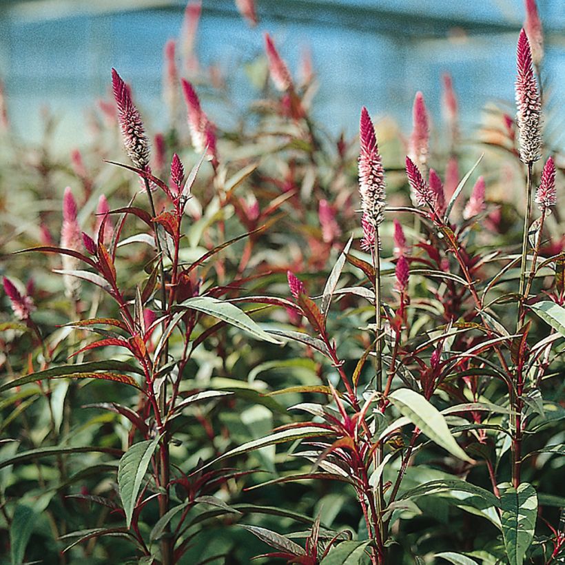 Hanenkam Flamingo Purple (zaad) - Celosia spicata (Bloei)