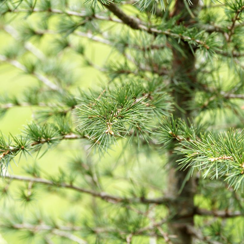 Cedrus libani (zaad) - Libanonceder (Blad)