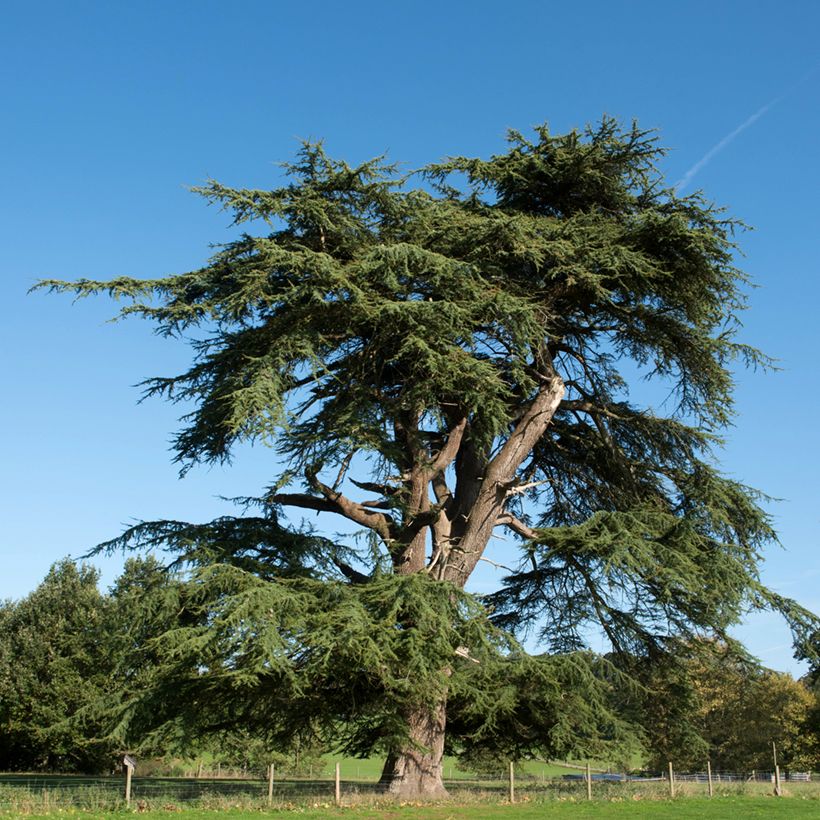 Cedrus libani (zaad) - Libanonceder (Groeiplaats)