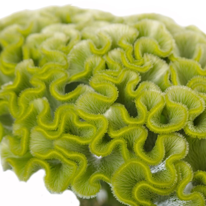 Lamsoor Act Verda (zaad) - Celosia argentea (Bloei)