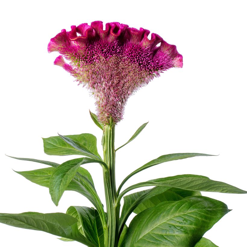 Lamsoor Bar Bora (zaad) - Celosia argentea (Bloei)