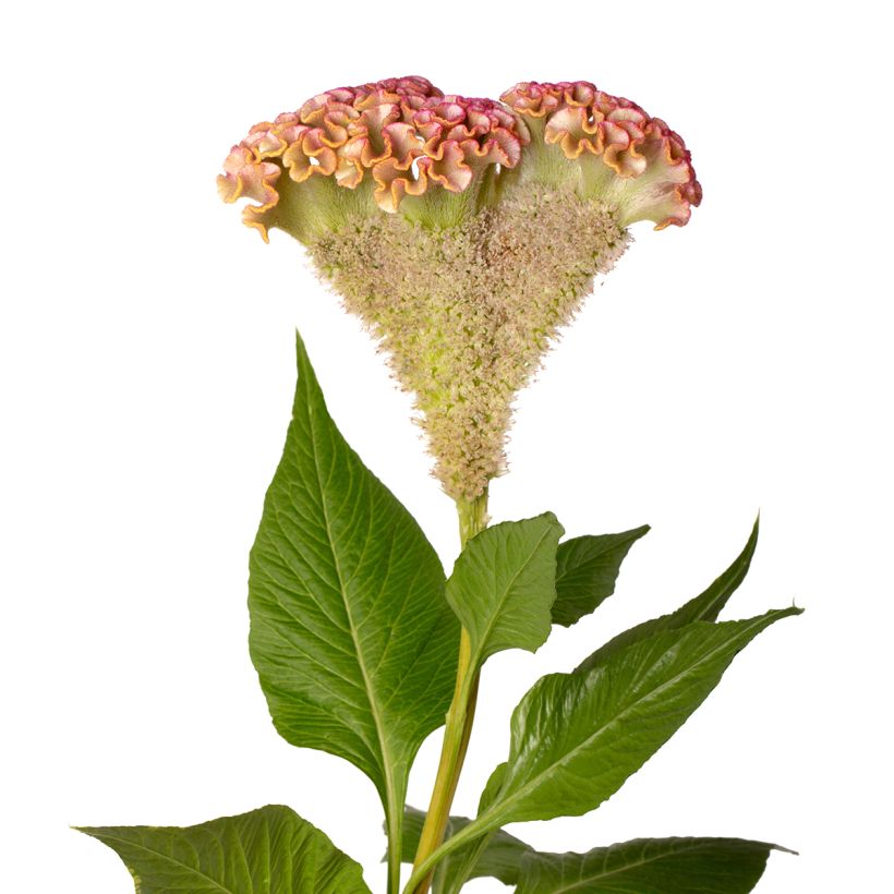 Lamsoor Bar Bossa (zaad) - Celosia argentea (Bloei)