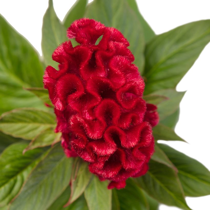 Lamsoor Red Jack (zaad) - Celosia argentea (Bloei)