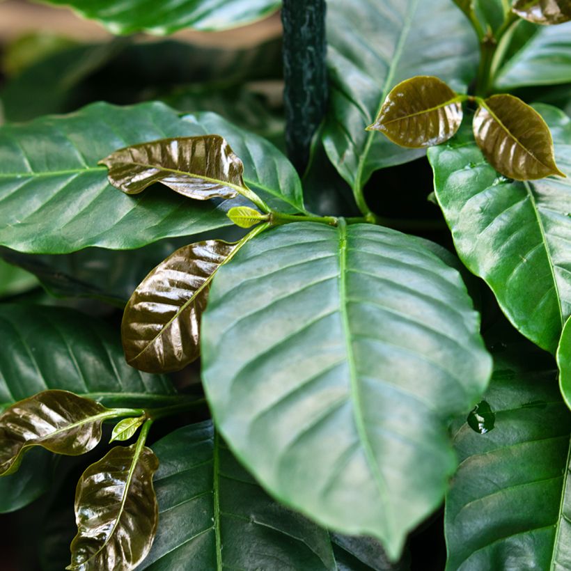 Coffea arabica (zaad) - Koffieplant (Blad)