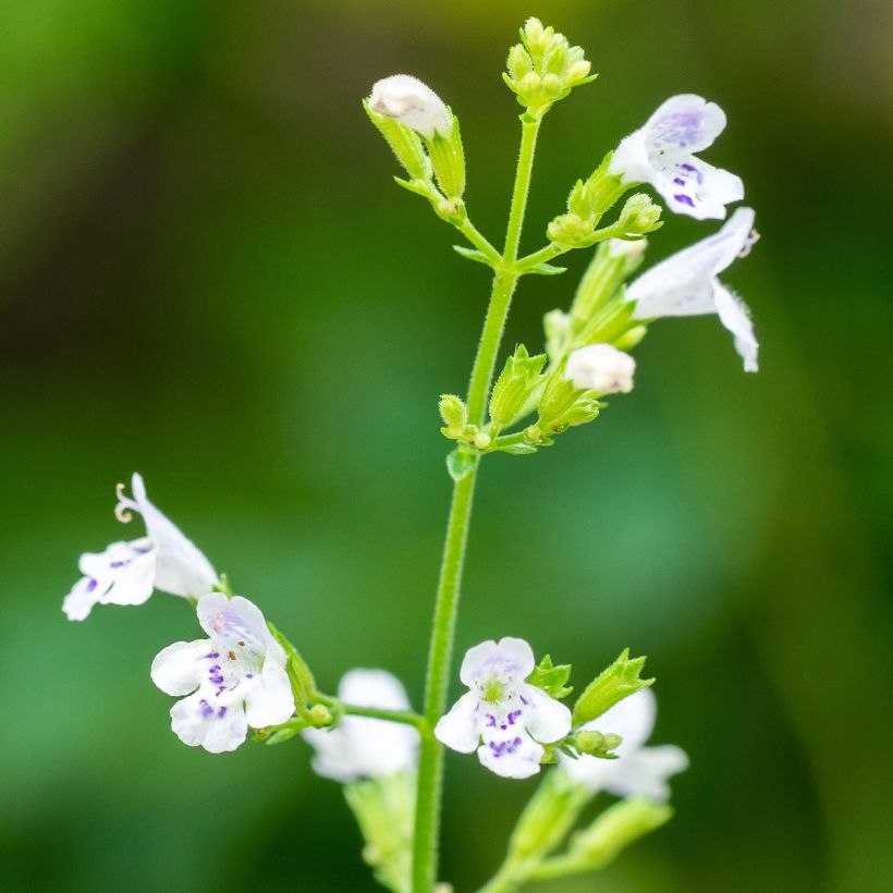Calamintha nepeta (zaad) - Bergsteentijm (Bloei)
