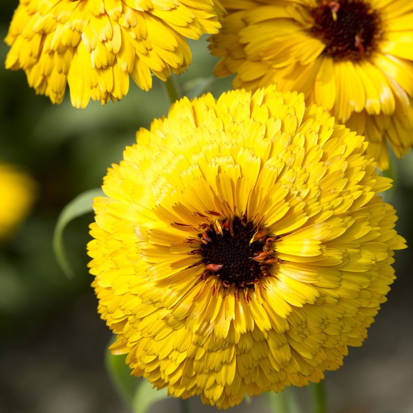 Calendula officinalis Bull's Eye (zaad) - Goudsbloem (Bloei)
