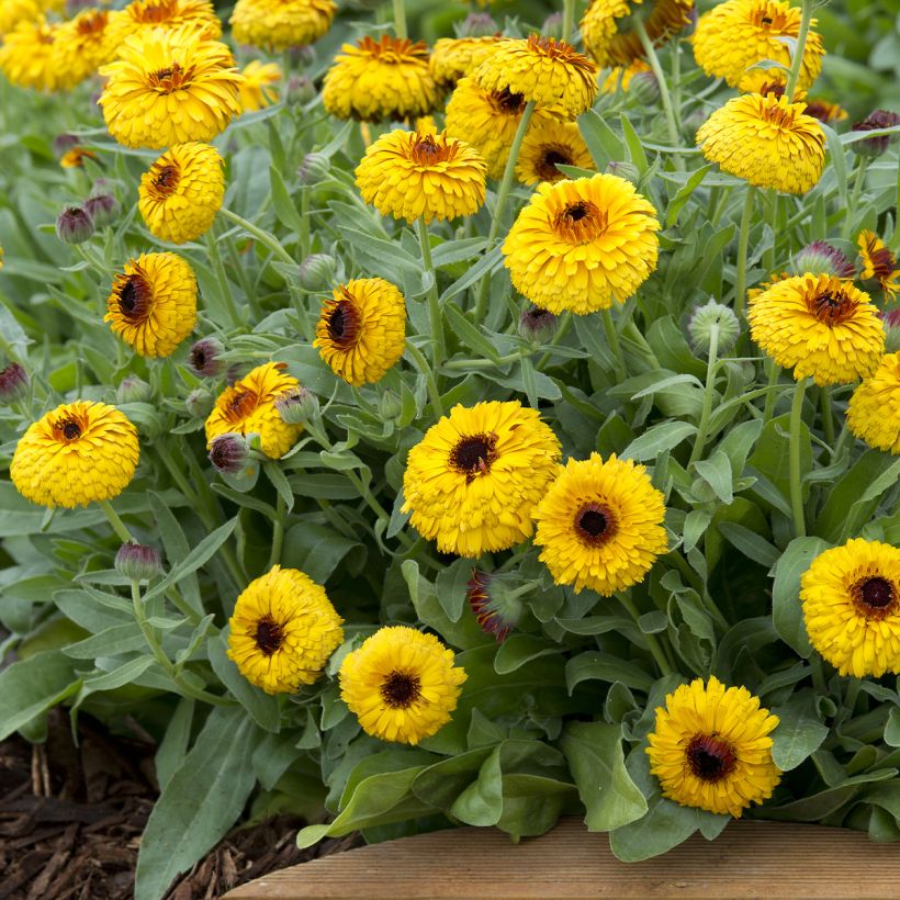 Calendula officinalis Bull's Eye (zaad) - Goudsbloem (Groeiplaats)