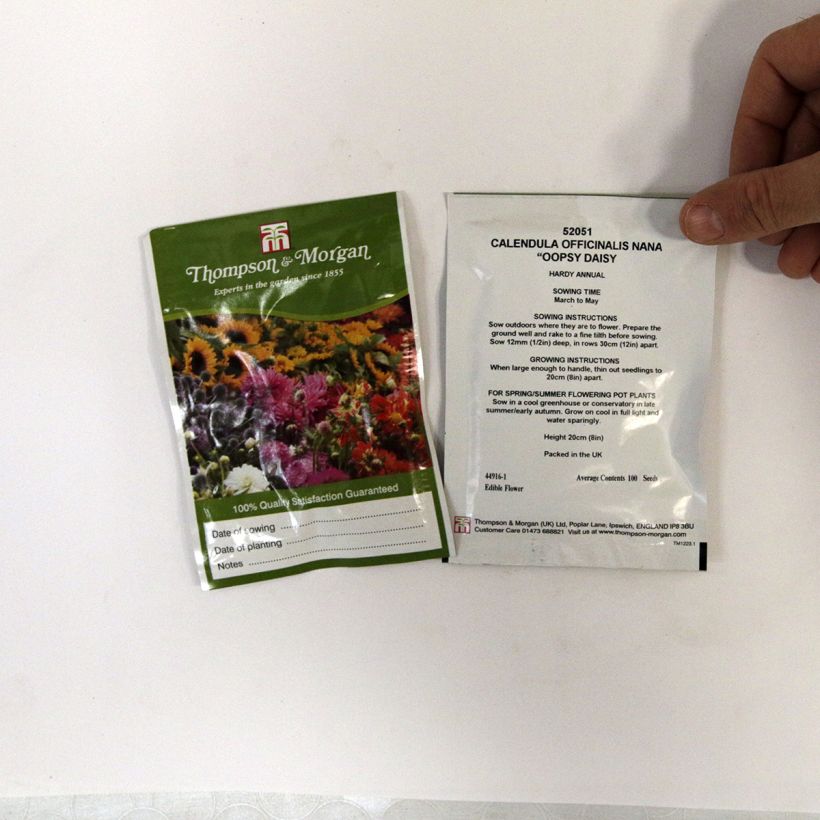 Voorbeeld van een exemplaar van Calendula officinalis Oopsy Daisy (zaad) - Goudsbloem het zakje met 100 zaden zoals geleverd