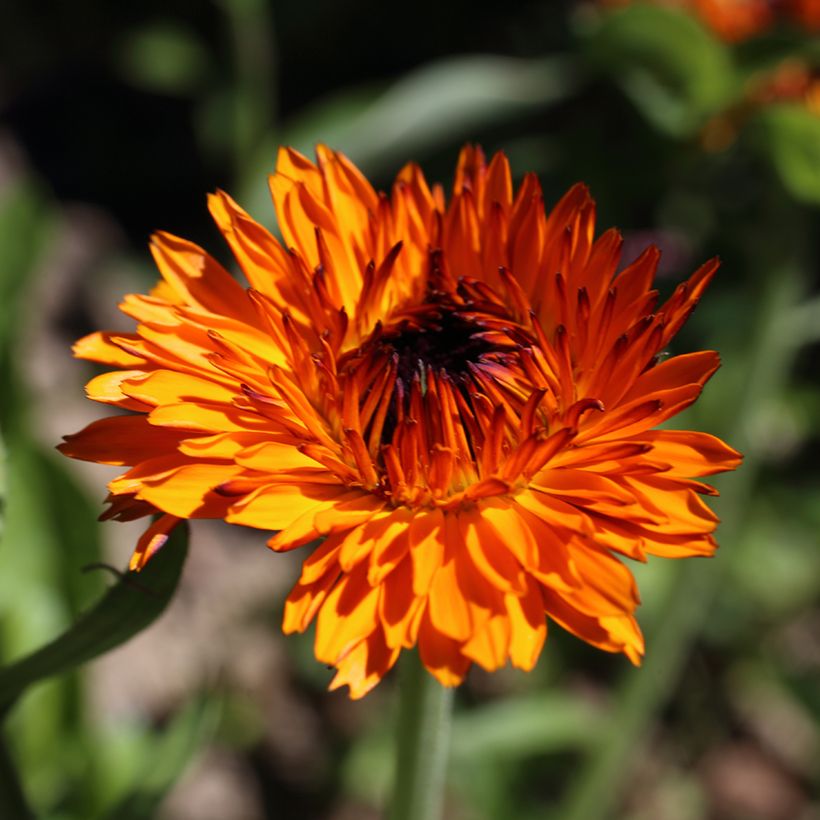 Calendula officinalis Néon (zaad) - Goudsbloem (Bloei)