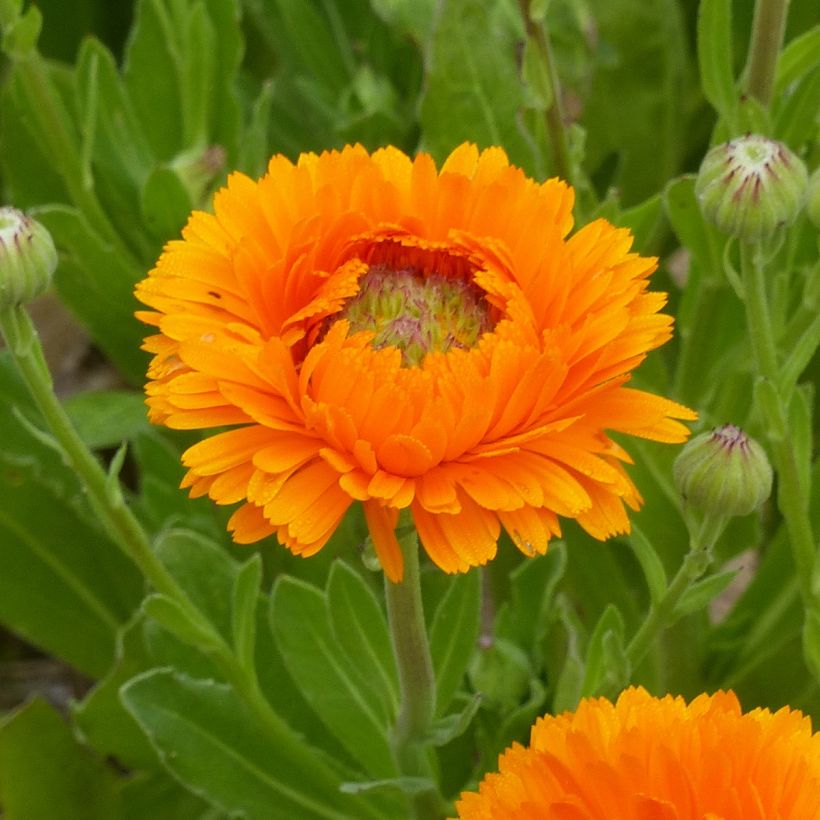 Calendula officinalis Ollioules Orange Greenheart (zaad) - Goudsbloem (Bloei)