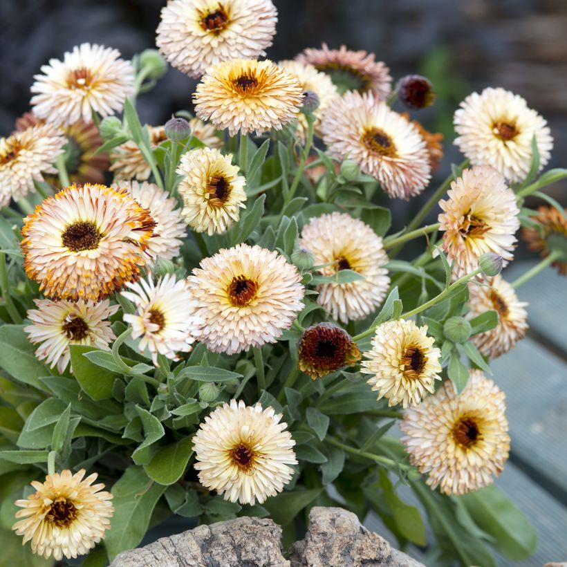 Calendula officinalis Pygmy Buff (zaad) - Goudsbloem (Groeiplaats)