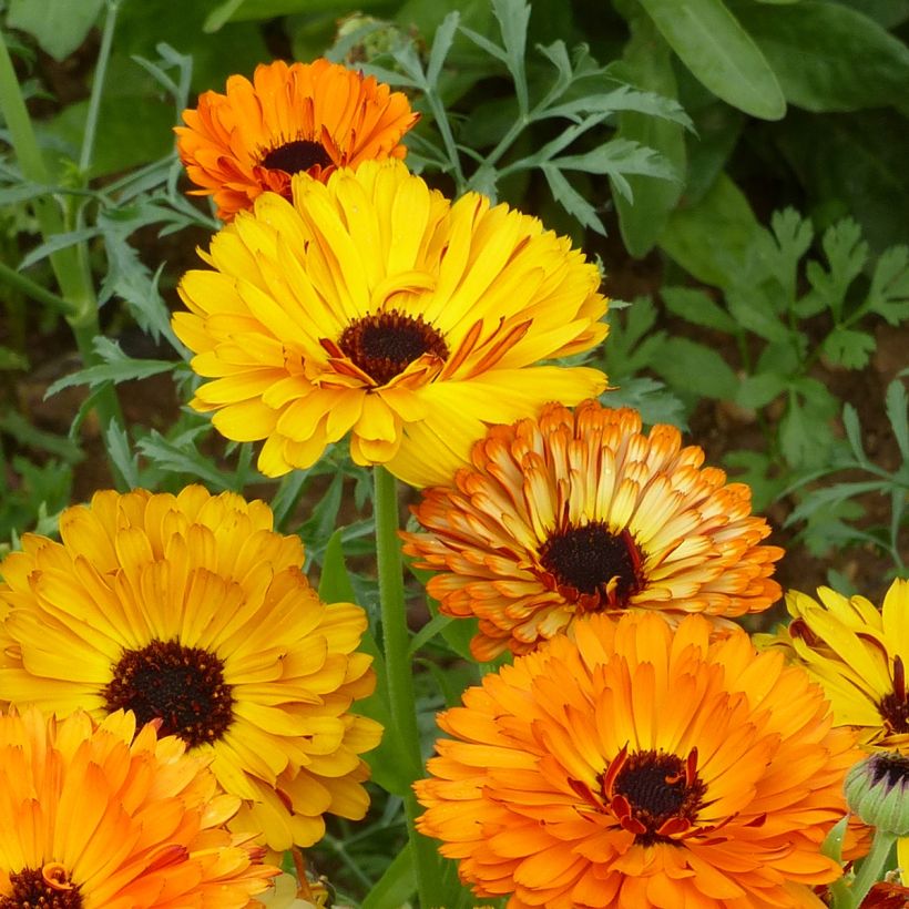 Calendula officinalis Touch Of Red Mixed (zaad) - Goudsbloem (Bloei)