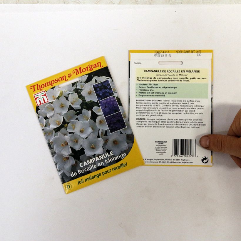 Voorbeeld van een exemplaar van Campanula Mix (zaad) - Klokje het zakje met 850 zaden (0,1g) zoals geleverd