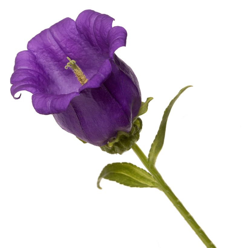 Campanula medium Big Ben Deep Blue (zaad) - Mariëtteklokje (Bloei)