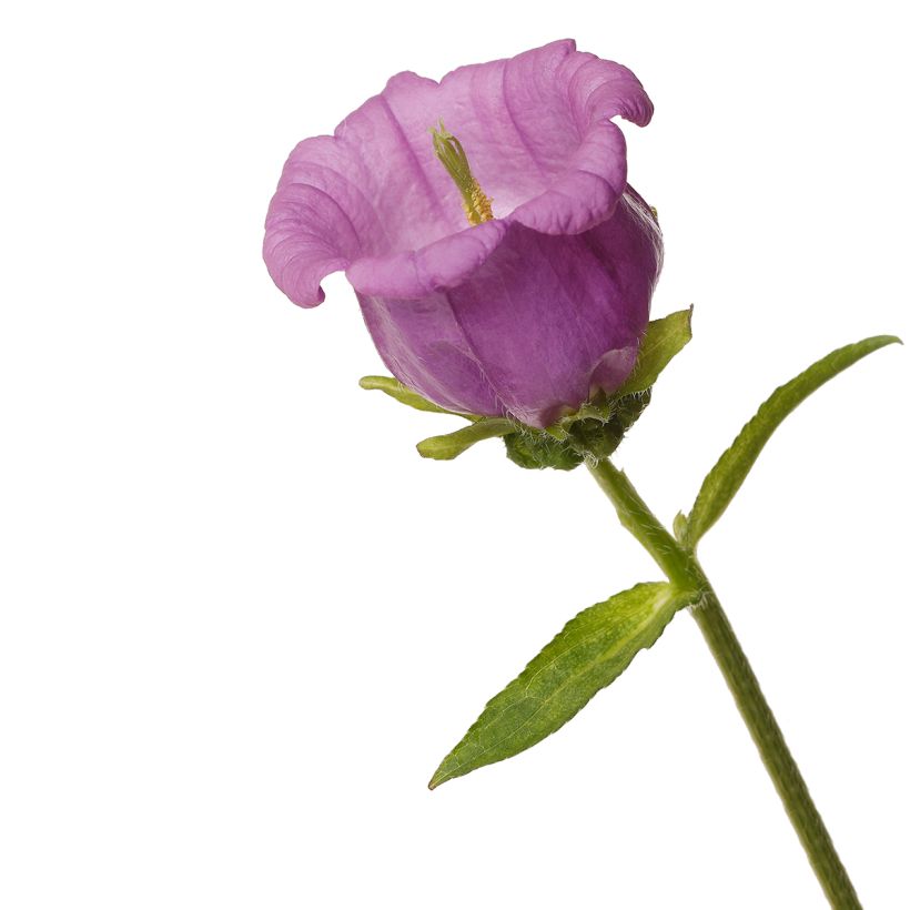 Campanula medium Big Ben Lavender (zaad) - Mariëtteklokje (Bloei)