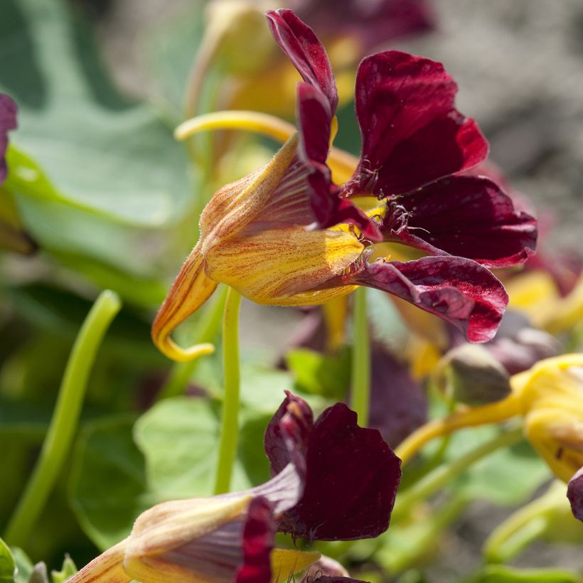 Oost-Indische kers Purple Emperor (zaad) - Tropaeolum majus (Bloei)