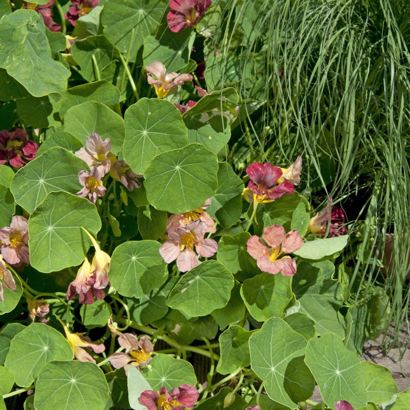 Oost-Indische kers Purple Emperor (zaad) - Tropaeolum majus (Groeiplaats)