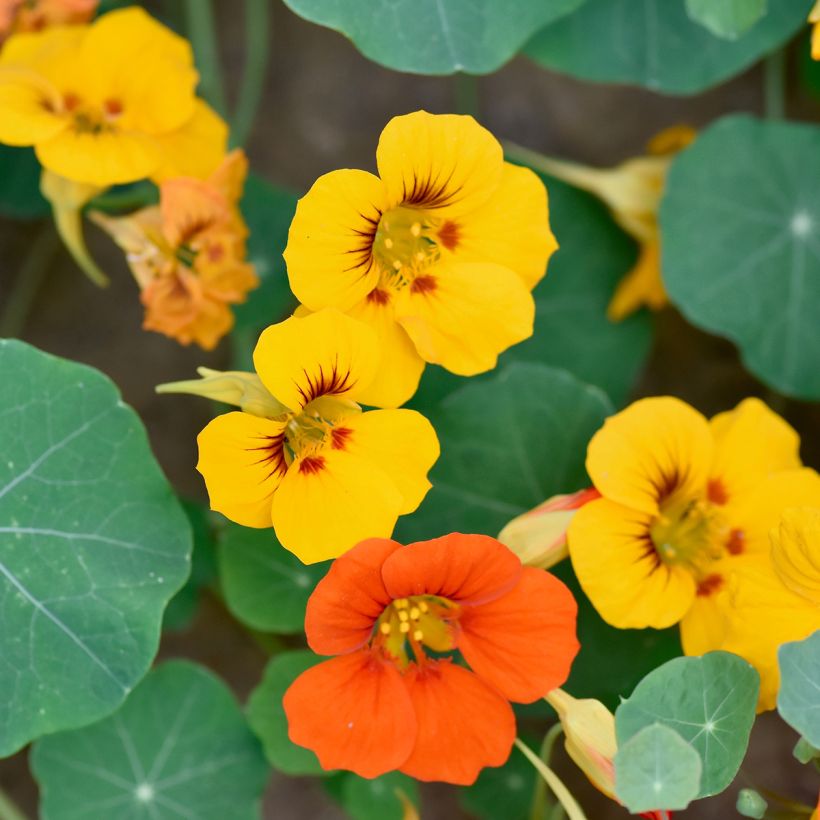 Oost-Indische kers Dubbel (zaad) - Tropaeolum majus (Bloei)
