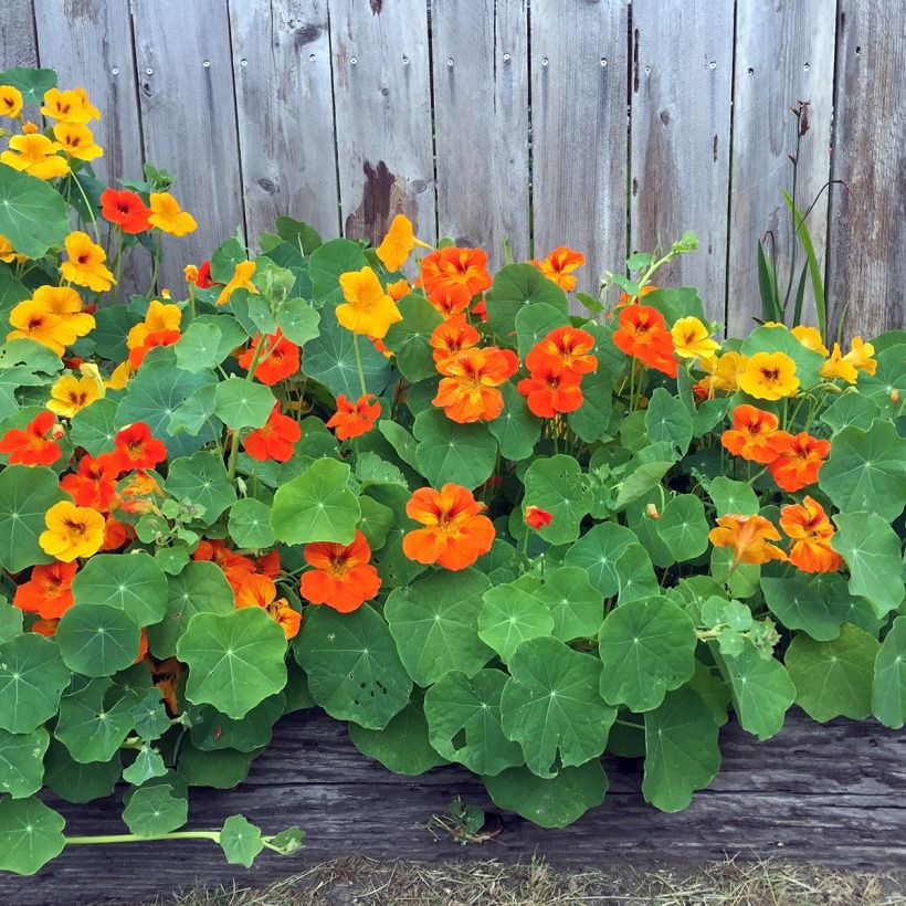 Oost-Indische kers Dubbel (zaad) - Tropaeolum majus (Groeiplaats)