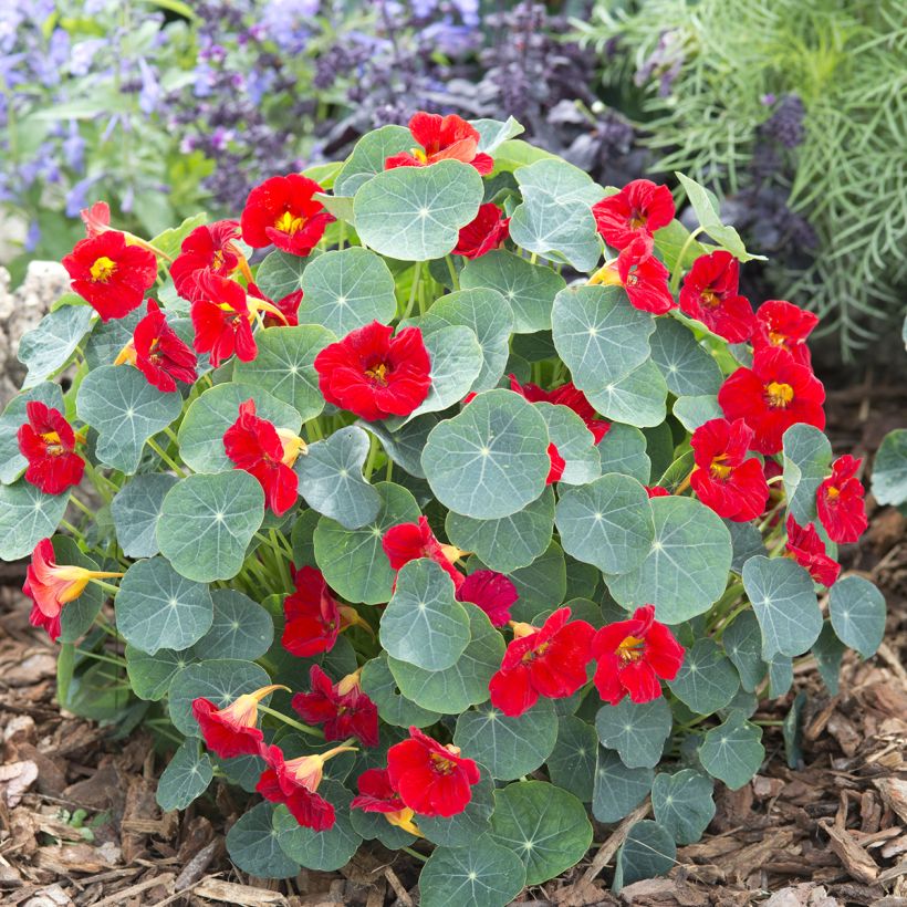 Oost-Indische kers Baby Rood (zaad) - Tropaeolum minus (Groeiplaats)