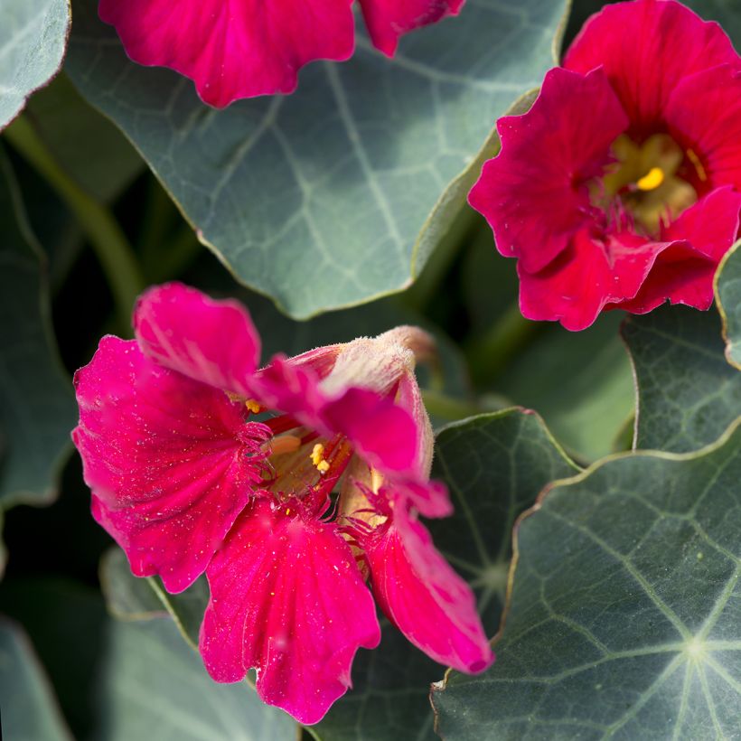 Oost-Indische kers Baby Rose (zaad) - Tropaeolum minus (Bloei)