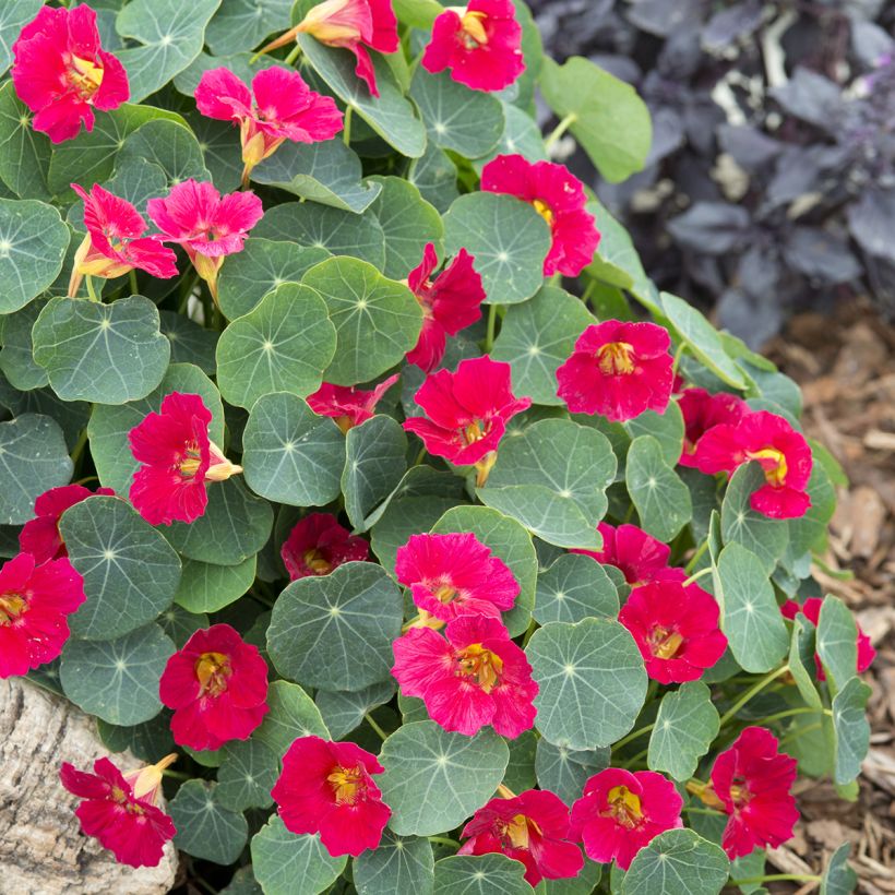 Oost-Indische kers Baby Rose (zaad) - Tropaeolum minus (Groeiplaats)