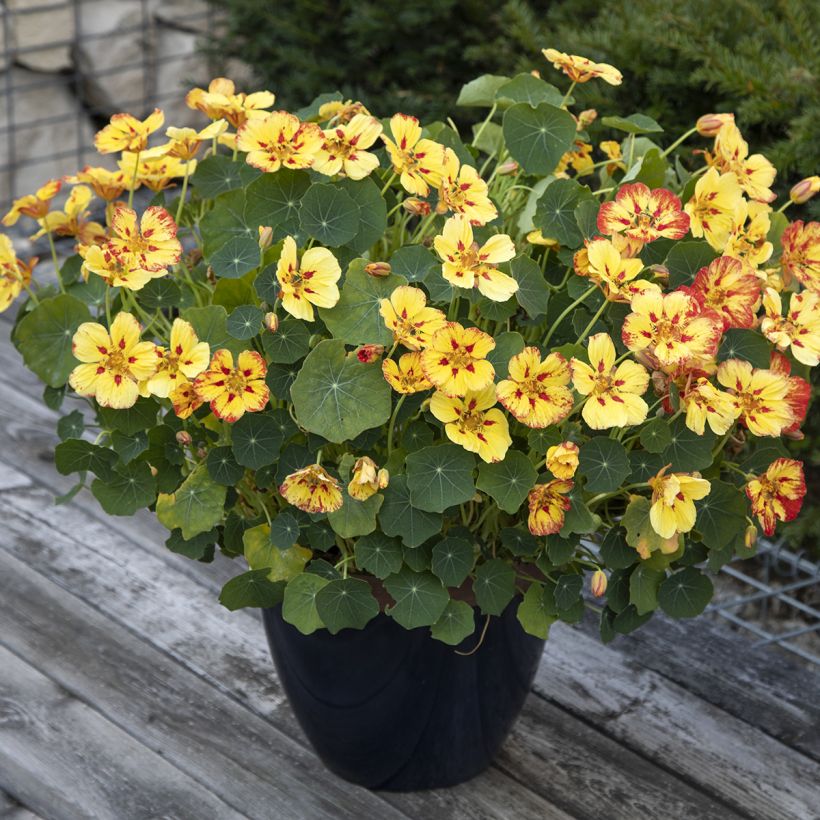 Oost-Indische kers Ice Cream Sundae (zaad) - Tropaeolum majus (Groeiplaats)