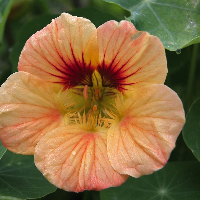 Oost-Indische kers Salmon Baby (zaad) - Tropaeolum majus (Bloei)