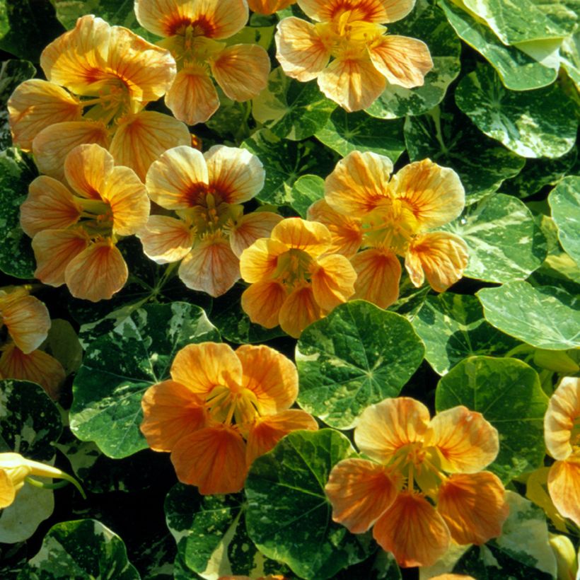 Oost-Indische kers Tip-Top Alaska Salmon (zaad) - Tropaeolum (Bloei)