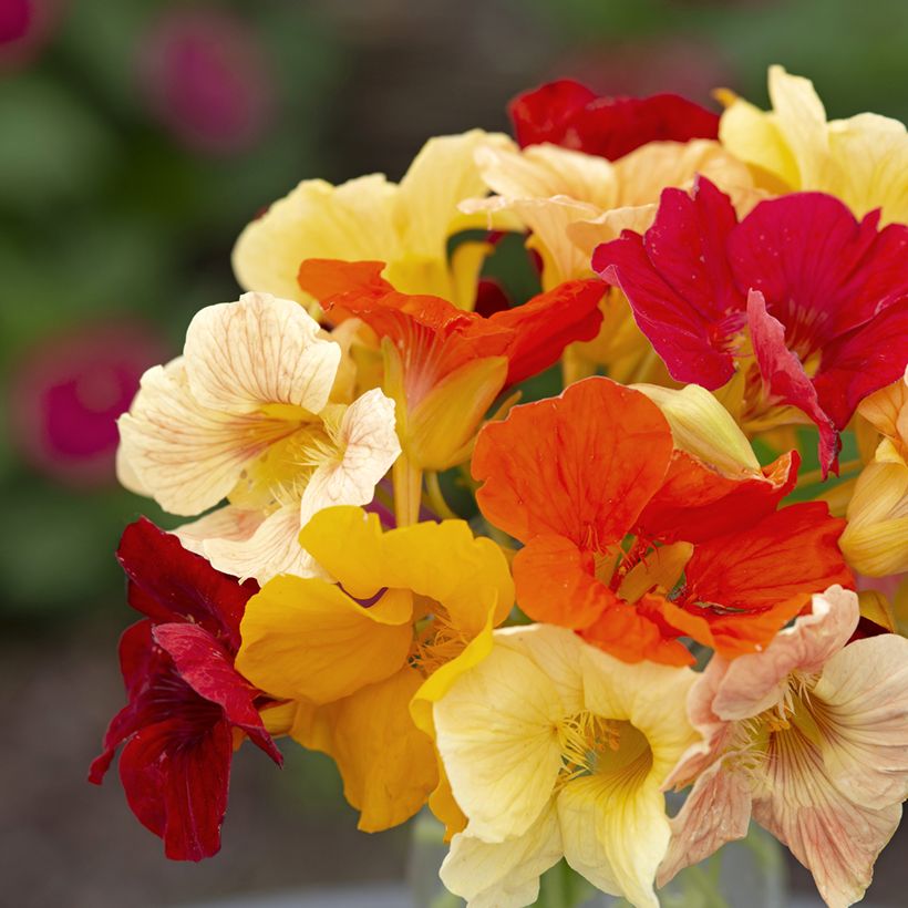 Oost-Indische kers Tip Top Formula Mixture (zaad) - Tropaeolum (Bloei)