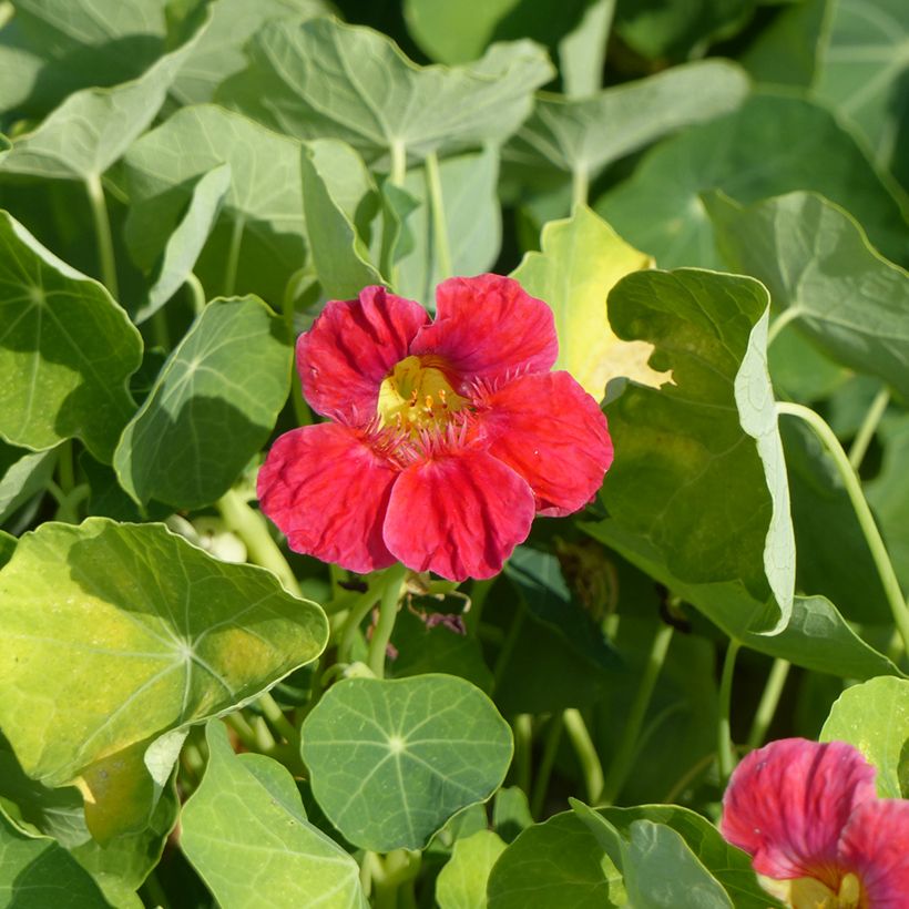 Oost-Indische kers Whirlybird Cherry Rose (zaad) - Tropaeolum majus (Bloei)