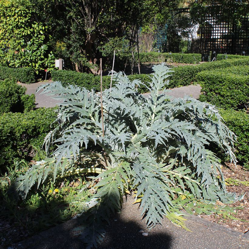 Cynara cardunculus (zaad) - Kardoen (Groeiplaats)
