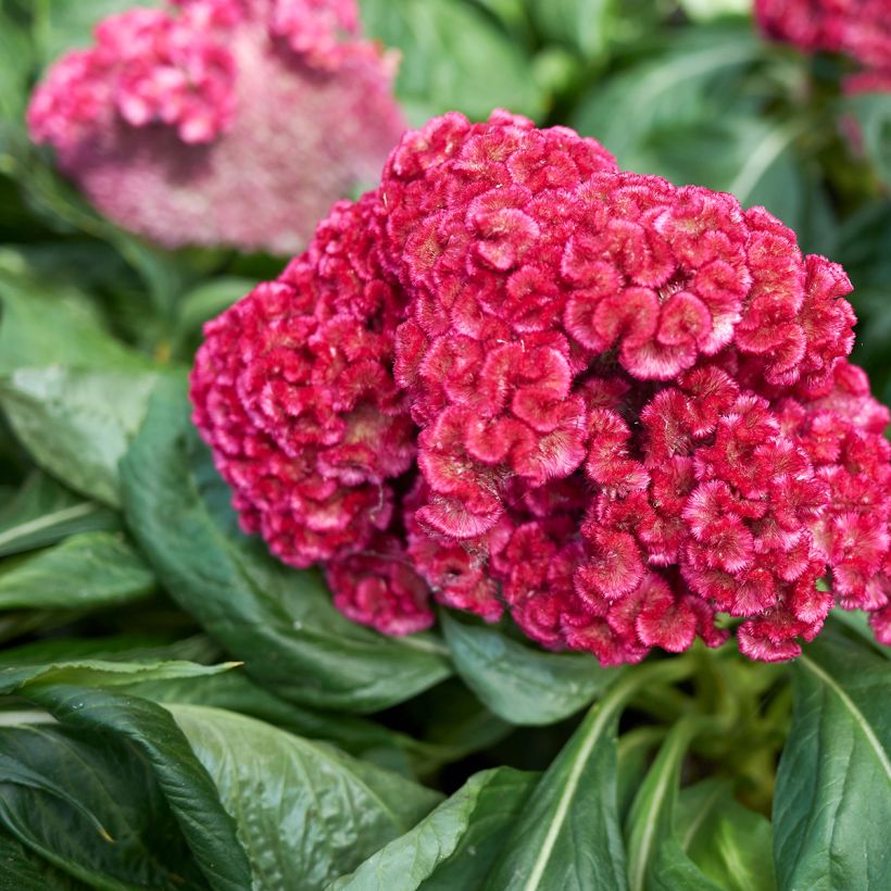 Hanekam King Coral (zaad) - Celosia cristata (Bloei)