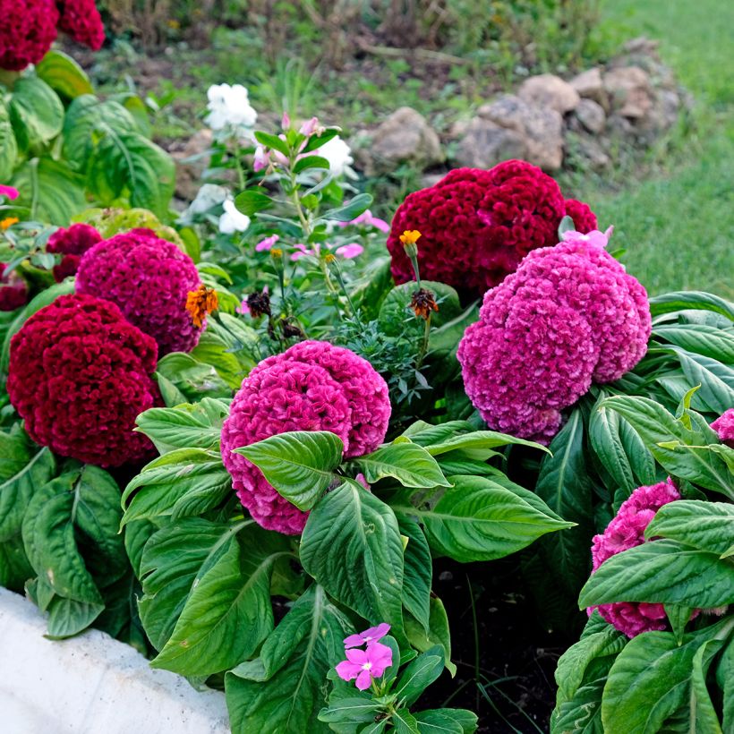 Hanekam King Coral (zaad) - Celosia cristata (Groeiplaats)
