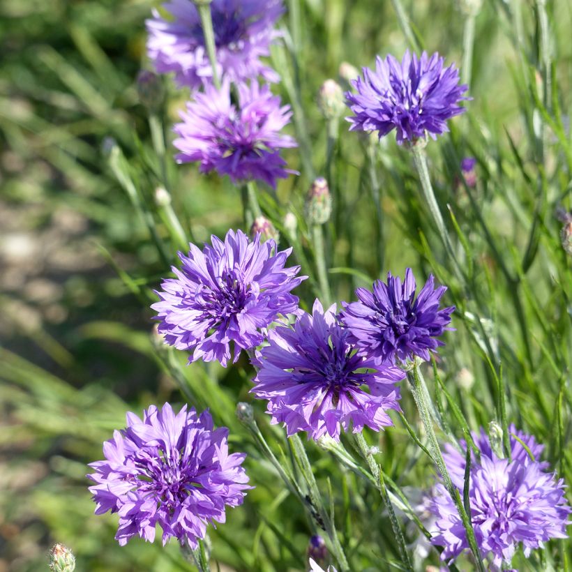 Korenbloem Lady Mauve (zaad) - Centaurea cyanus (Bloei)