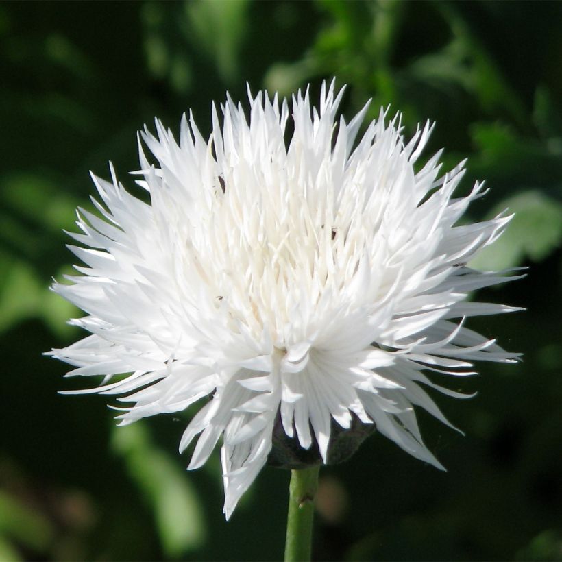 Centaurea moschata Alba Pur Wit (zaad) - Keizerskorenbloem (Bloei)