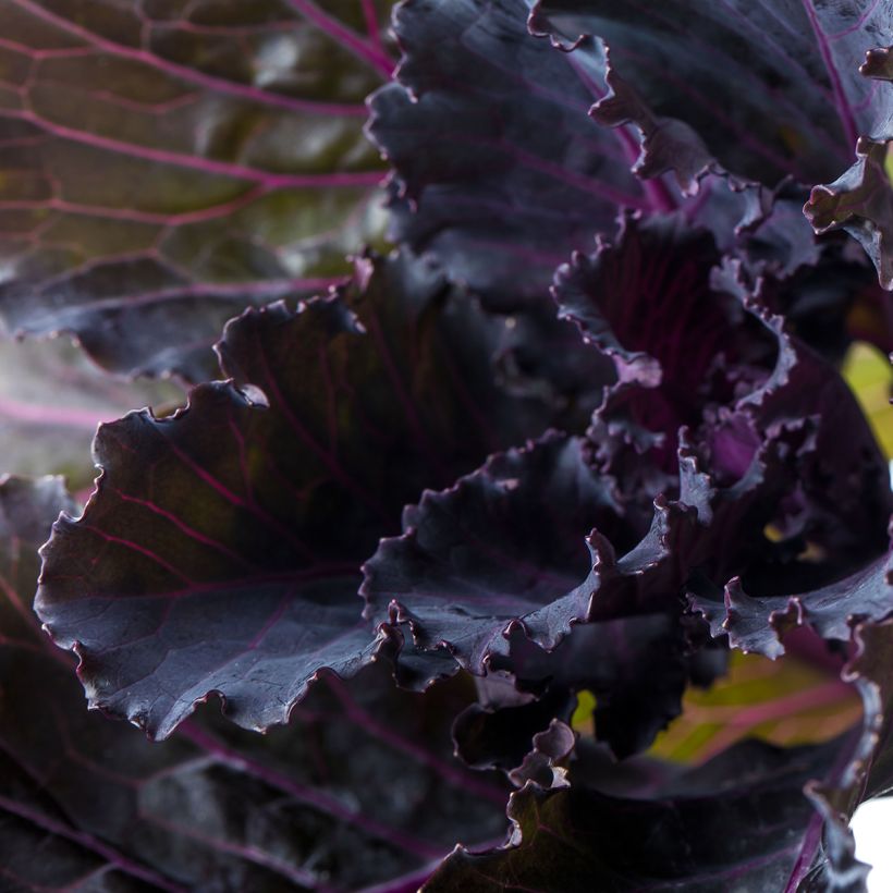 Brassica oleracea Black Leaf (zaad) - Kool (Blad)