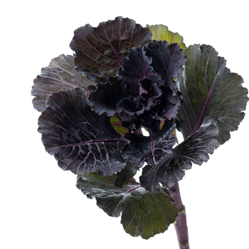 Brassica oleracea Black Leaf (zaad) - Kool (Oogst)