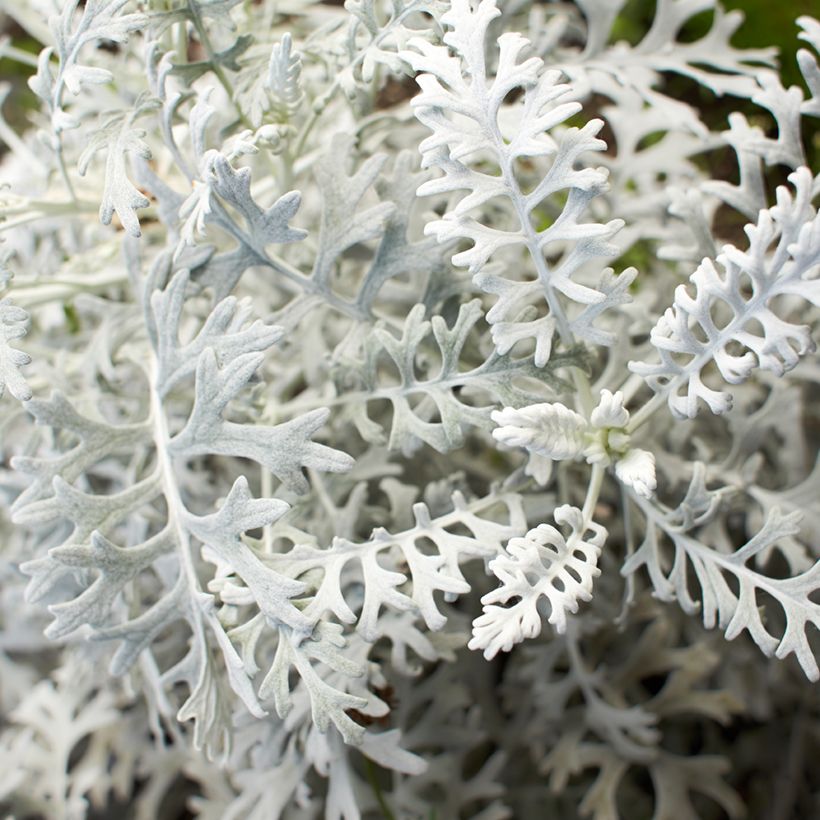 Senecio cineraria Silver Dust (zaad) - Zilverkruiskruid (Blad)