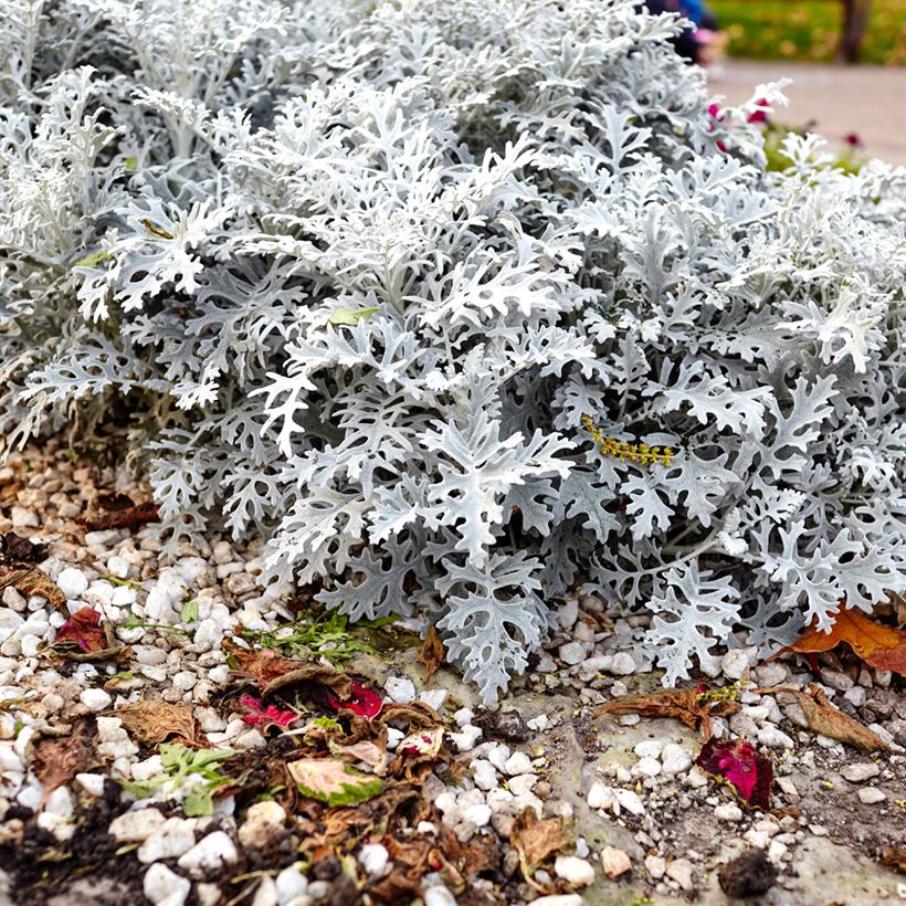 Senecio cineraria Silver Dust (zaad) - Zilverkruiskruid (Groeiplaats)
