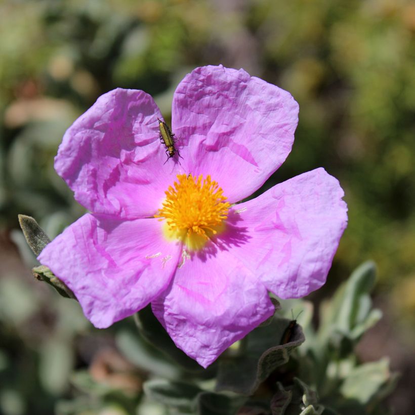 Cistus albidus (zaad) - Rotsroos (Bloei)