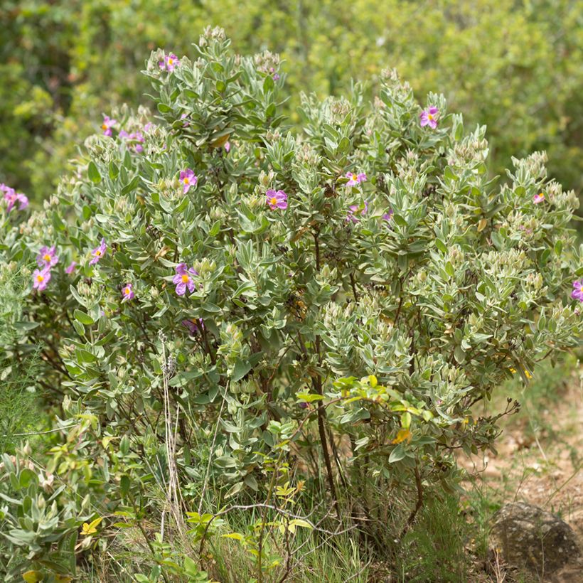 Cistus albidus (zaad) - Rotsroos (Groeiplaats)