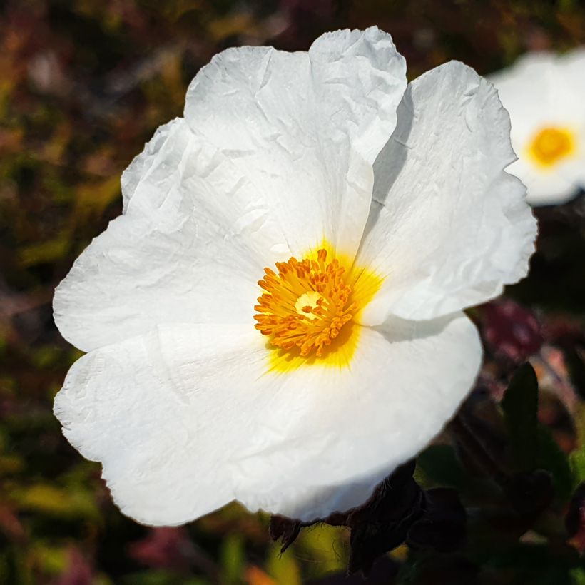 Cistus laurifolius (zaad) - Rotsroos (Bloei)