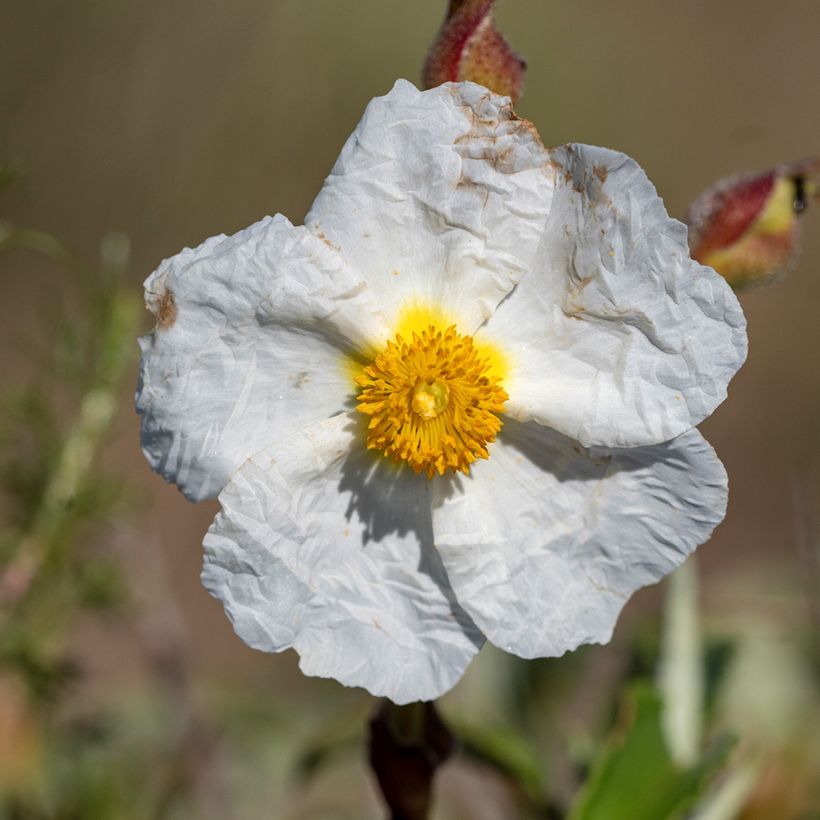 Cistus monspeliensis (zaad) - Rotsroos (Bloei)