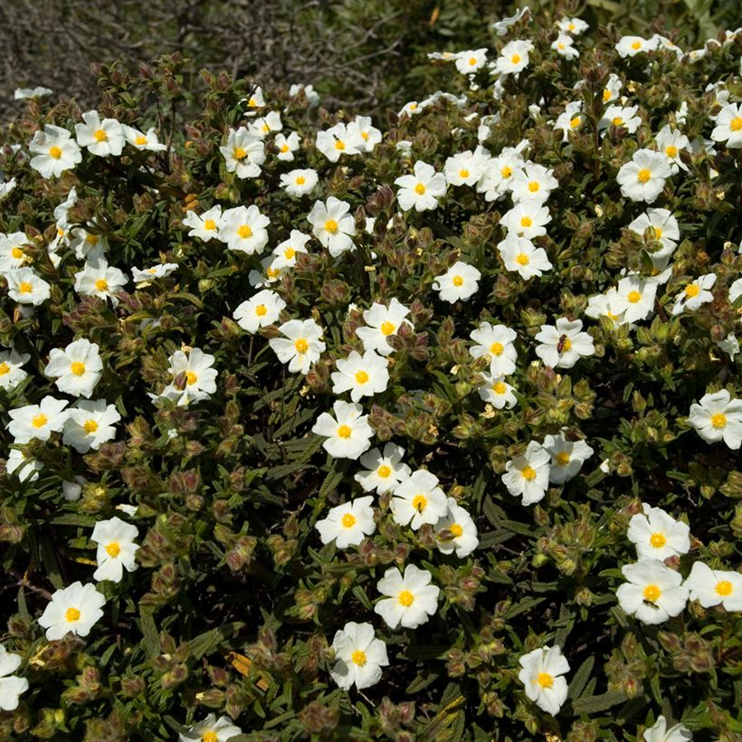 Cistus monspeliensis (zaad) - Rotsroos (Groeiplaats)